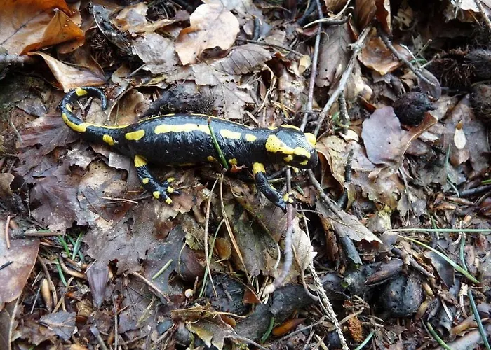 펜션 The Waldhaus Modern Retreat *